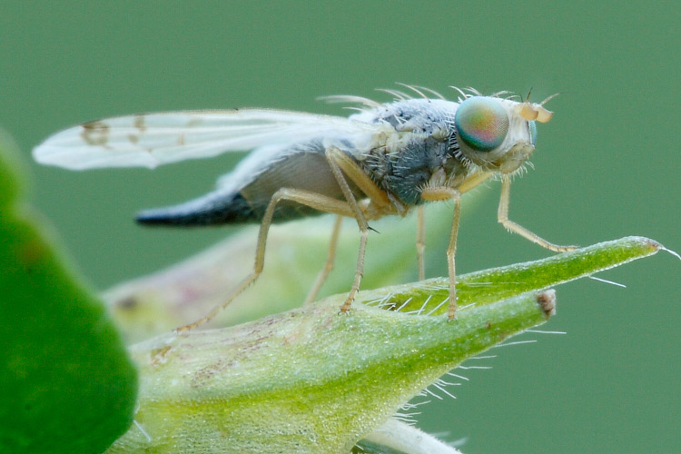 id: Tephritidae ?